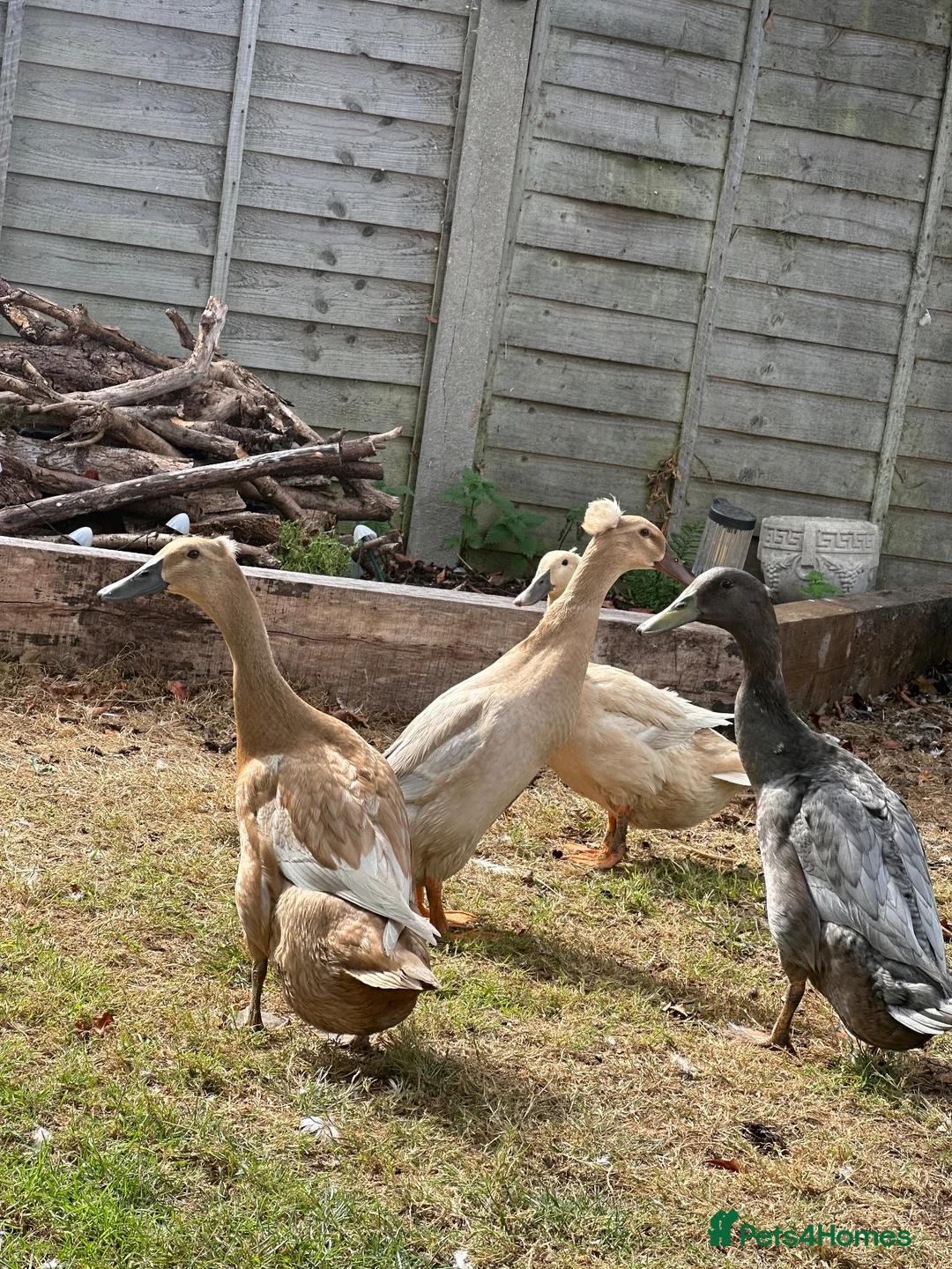 Ducks poultry for sale: Indian Runner Ducks in Colchester - Advert 1