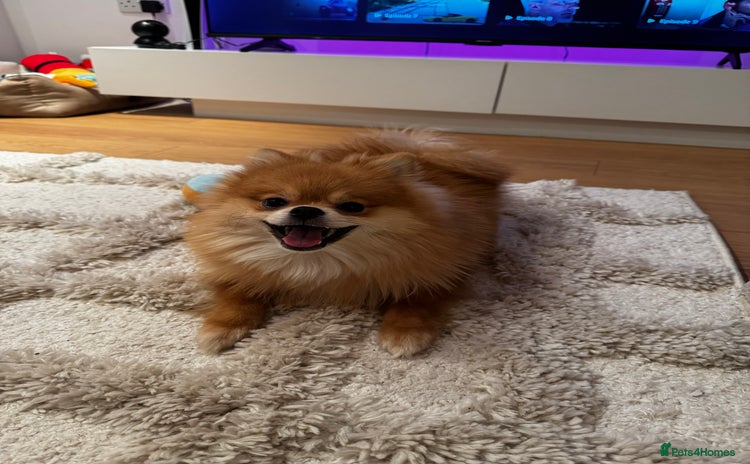 Pomeranian dogs - Advert 11