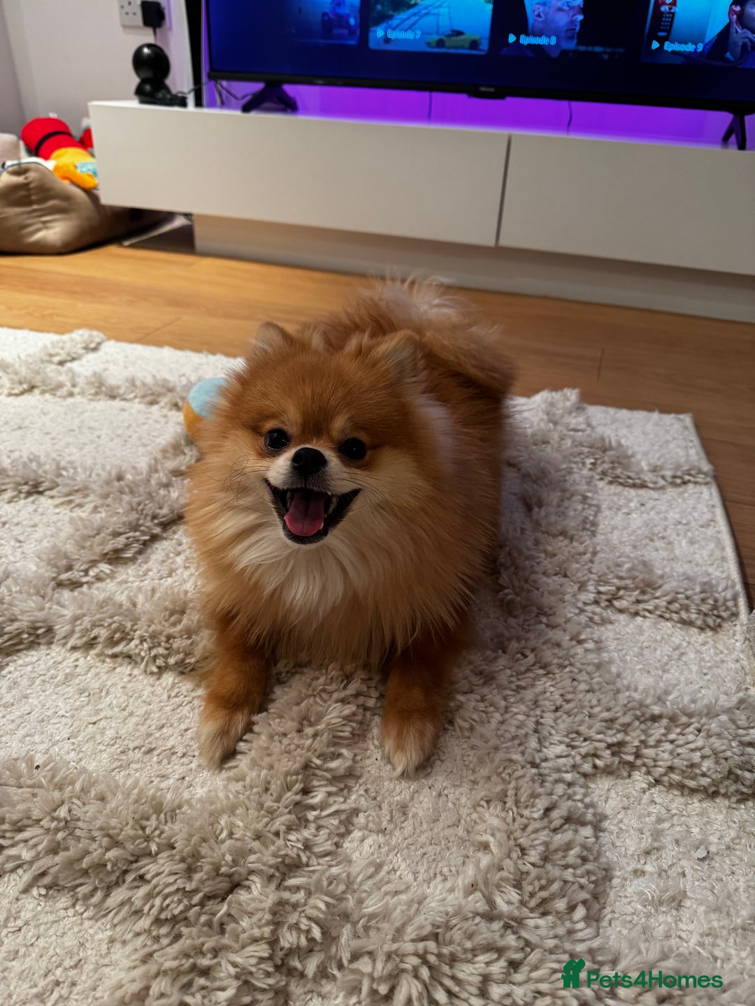 Pomeranian dogs for sale: Happy Pom Pom - Image 1