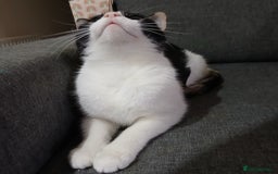 Mixed Breed cats for sale: Amazing girl cat looking for a new forever home - Image 2