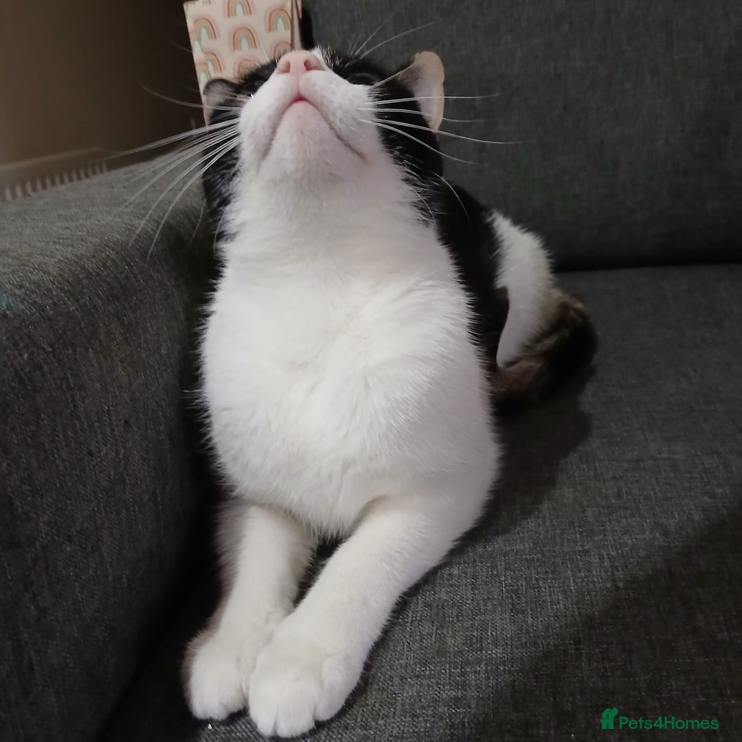 Mixed Breed cats for sale: Amazing girl cat looking for a new forever home - Image 2