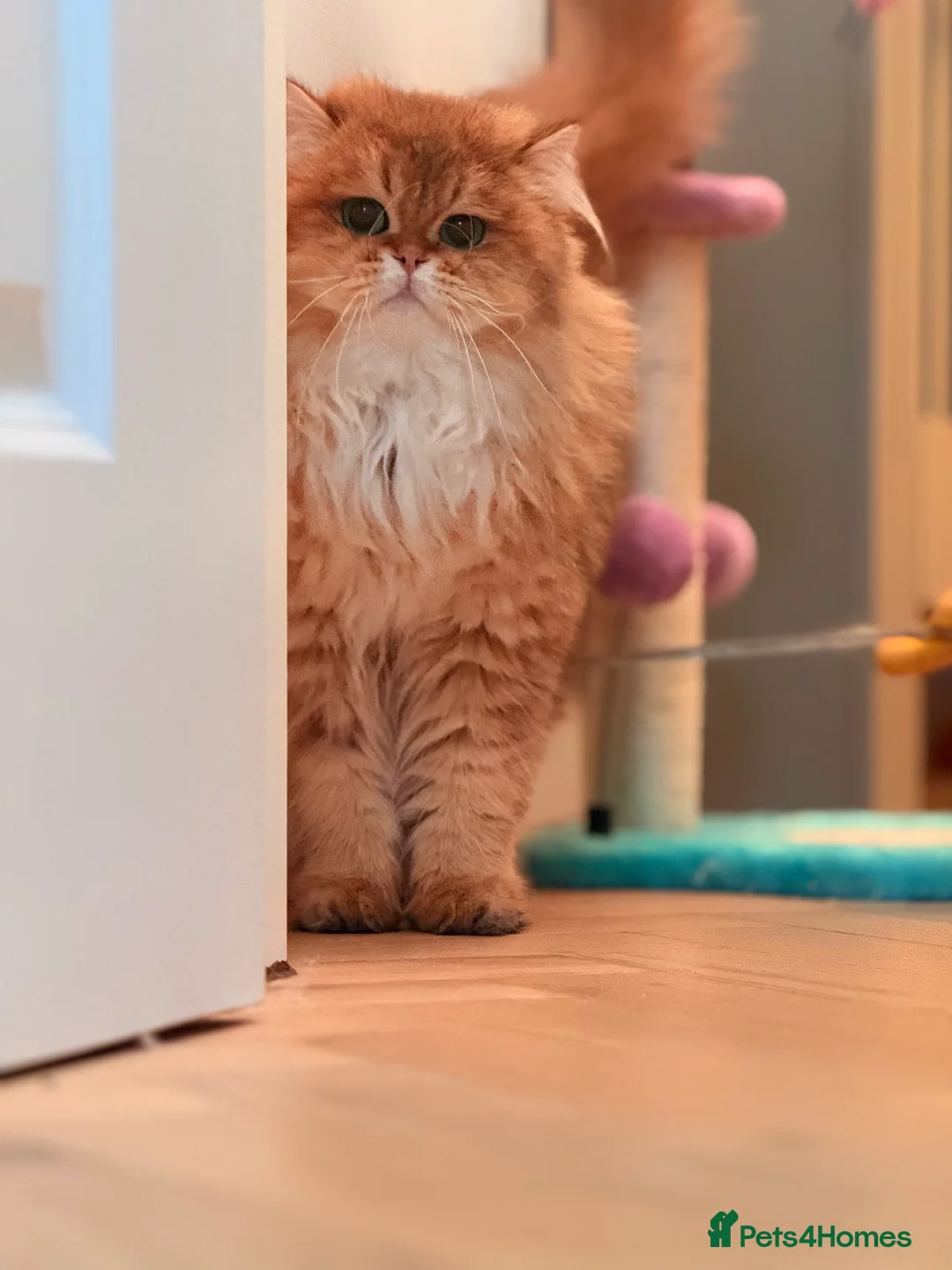 British Longhair cats for sale: Golden British Longhair Male - TICA Registered - Advert 1