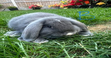 Mini Lop rabbits - Advert 4