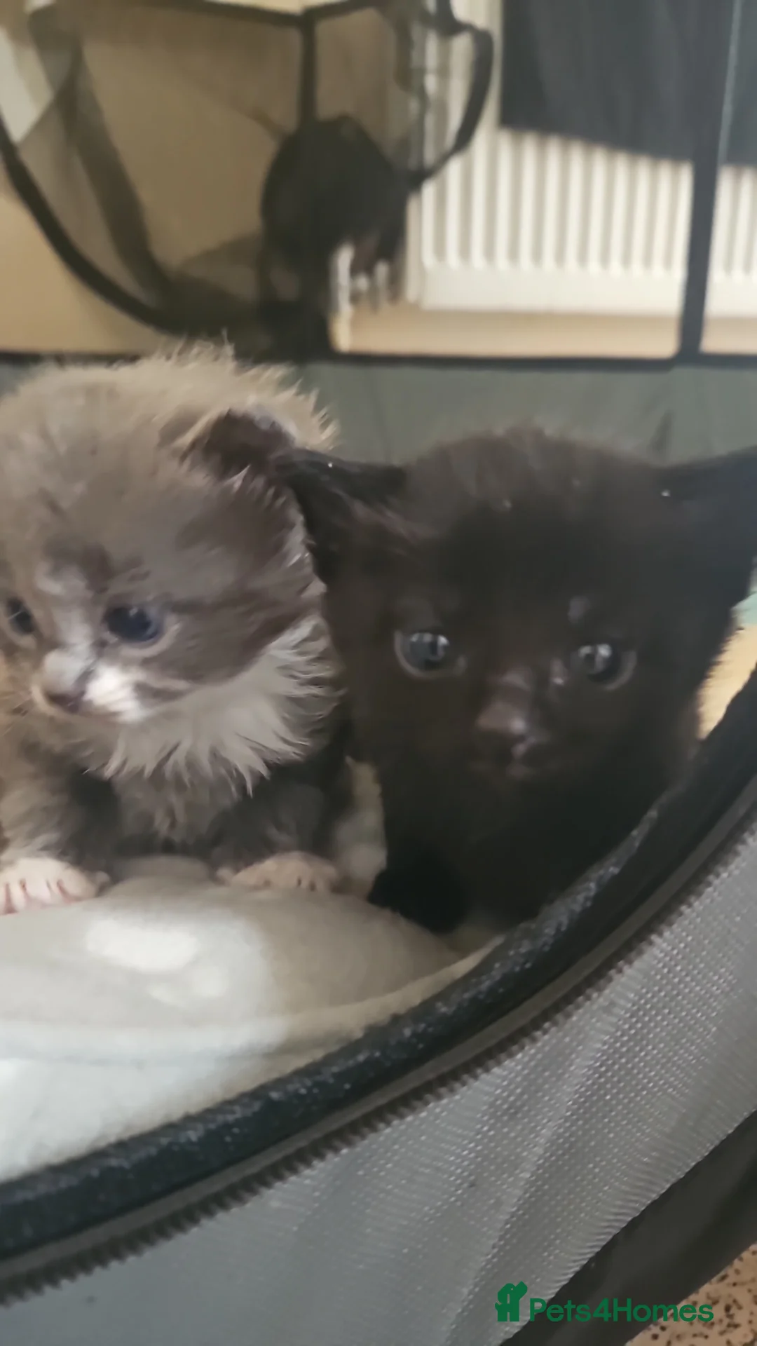 Domestic Shorthair cats for sale: Beutiful kittens available  - Advert 2