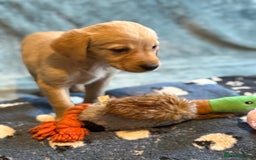 Goldador dogs for sale: Goldendor puppies - Image 13