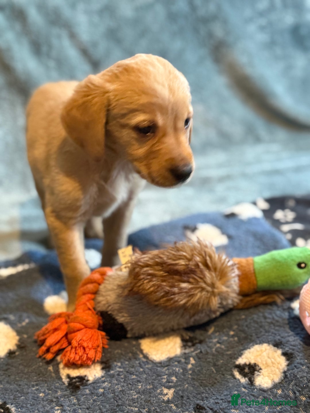 Goldador dogs for sale: Goldendor puppies - Image 13