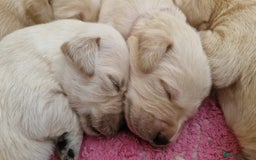 Goldador dogs for sale: Gorgeous Golden Retriever Puppies  - Image 1