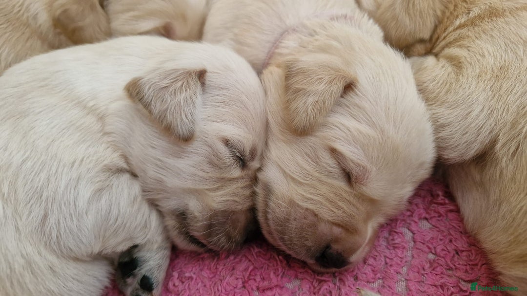 Goldador dogs for sale: Gorgeous Golden Retriever Puppies  - Image 1