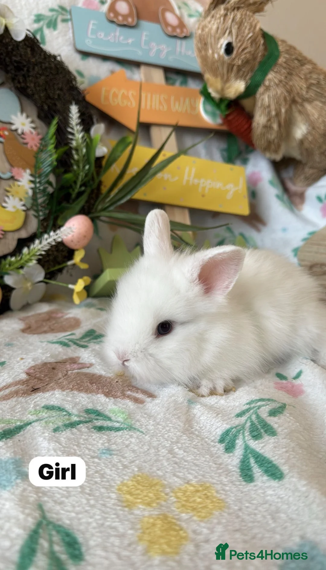 Lionhead rabbits for sale: ✨ Lionhead babies for sale ✨  - Advert 2