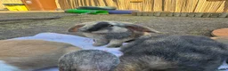 Mixed Breed rabbits for sale: Rabbits for sale - Advert 17