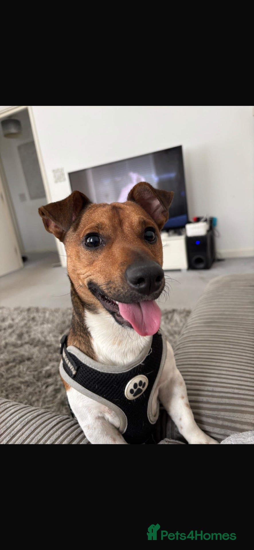 Jack Russell dogs Looking for an experienced person for Ralph! - Advert 14
