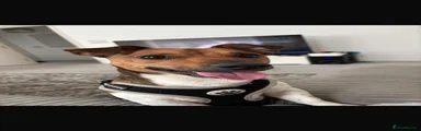 Jack Russell 1