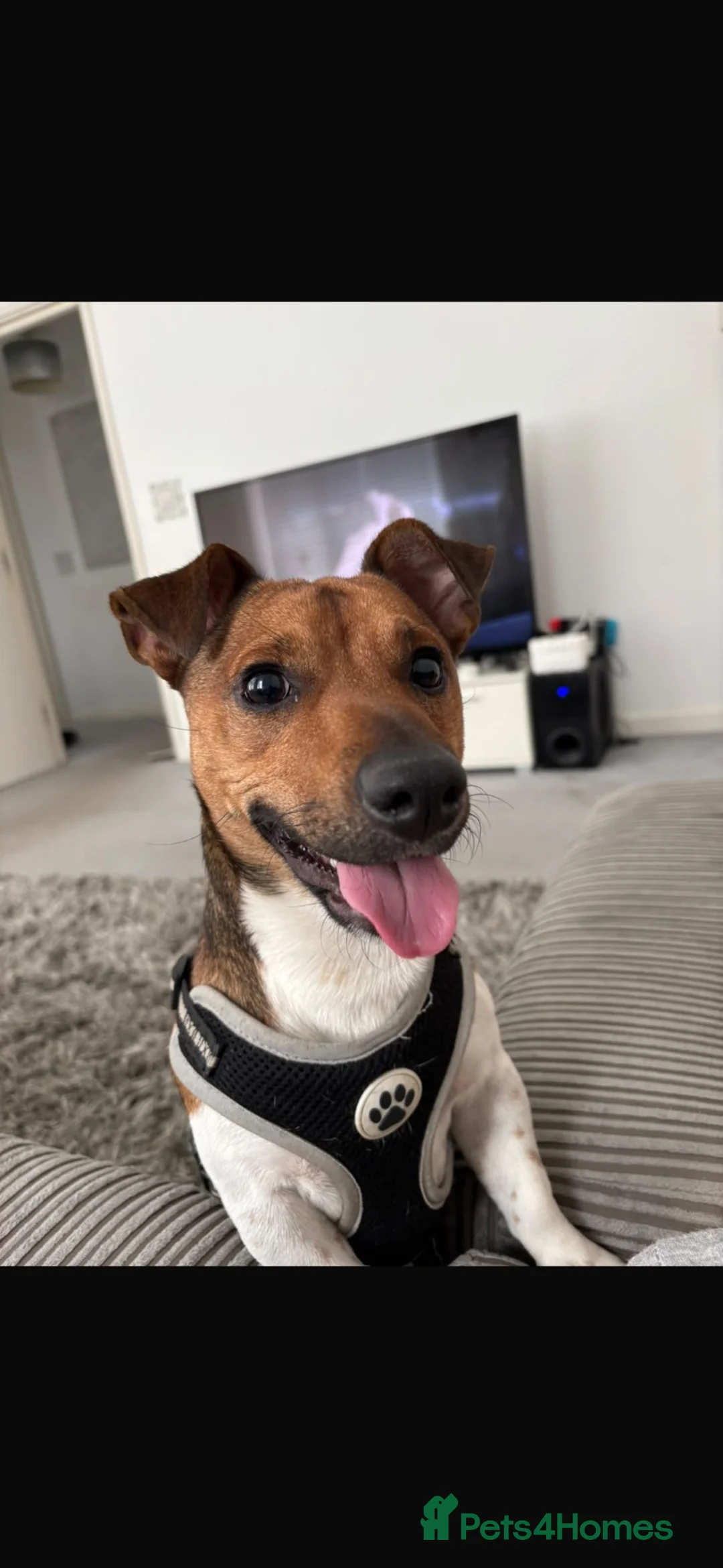Jack Russell dogs for sale: Looking for an experienced person for Ralph! in Epsom - Advert 1