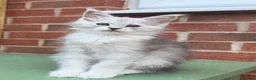 Maine Coon cats for sale: Maine coon kittens - Advert 7