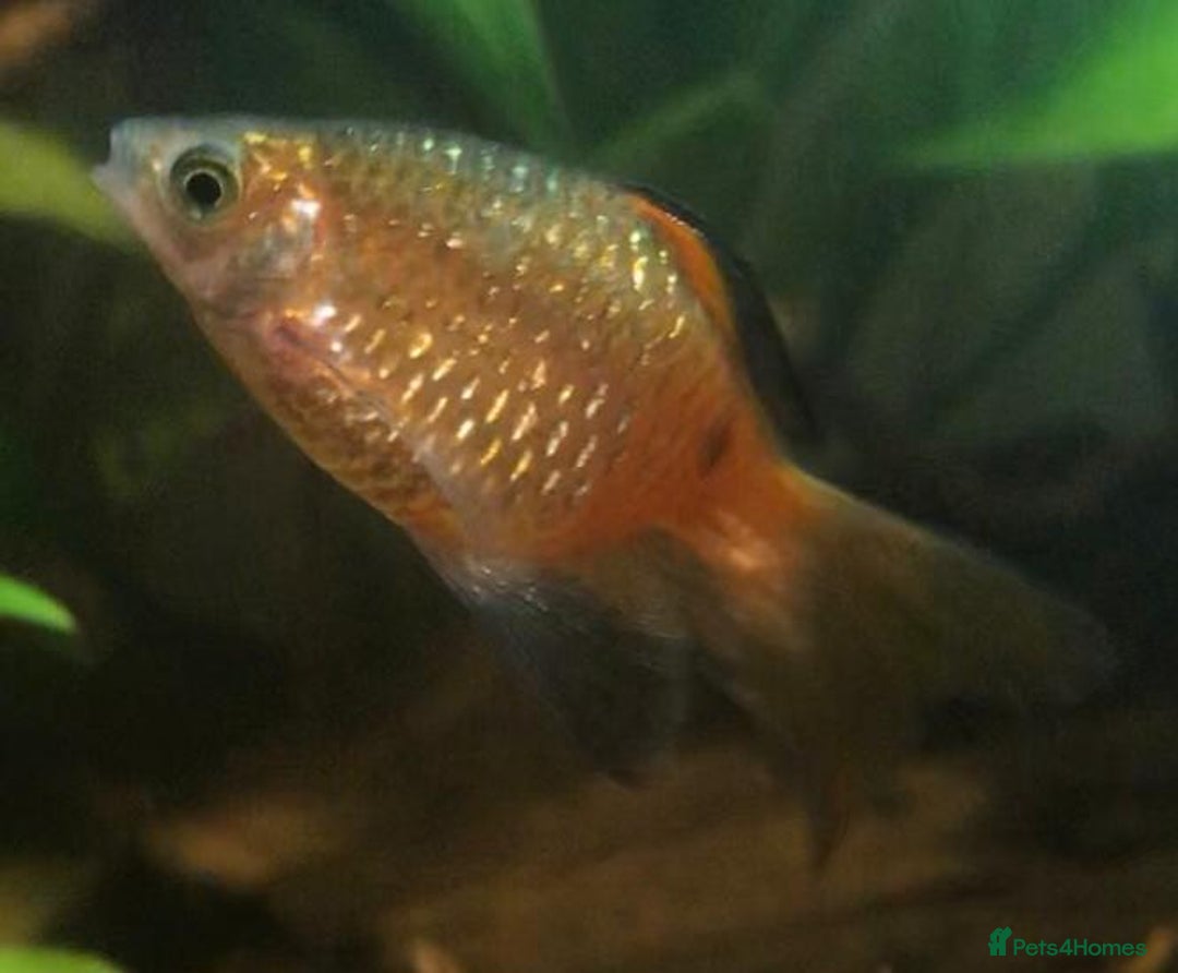 Other/Mixed Breed fish for sale: All fish sold individually for 10£ (info below) - Image 4