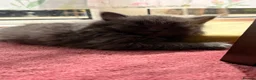 British Shorthair cats for sale: Beautiful British shorthair For Sale  - Advert 6