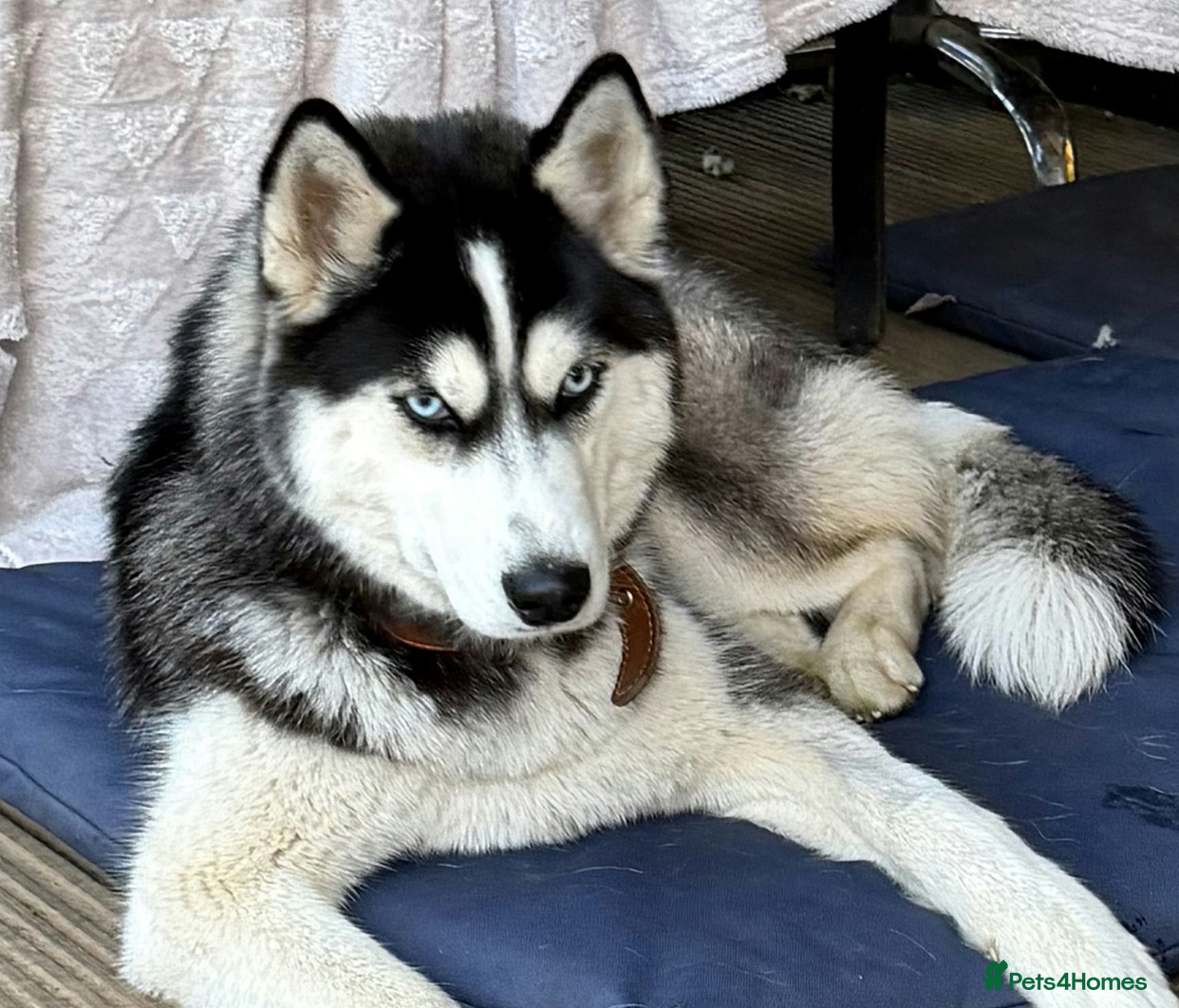 Siberian Husky dogs 🐾 HASSY – Female Siberian Husky 🐾 - Advert 4