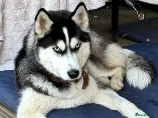Siberian Husky dogs 🐾 HASSY – Female Siberian Husky 🐾 - Advert 16
