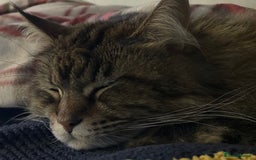 Maine Coon cats for sale: 11 year old Maine coon girl for rehome - Image 8