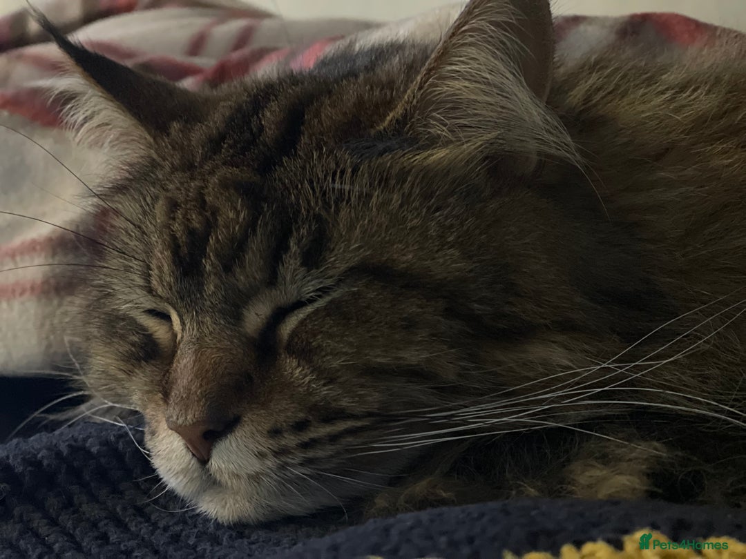 Maine Coon cats for sale: 11 year old Maine coon girl for rehome - Image 8