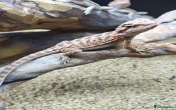 Bearded Dragon reptiles for sale: Bearded dragon babies  - Advert 8