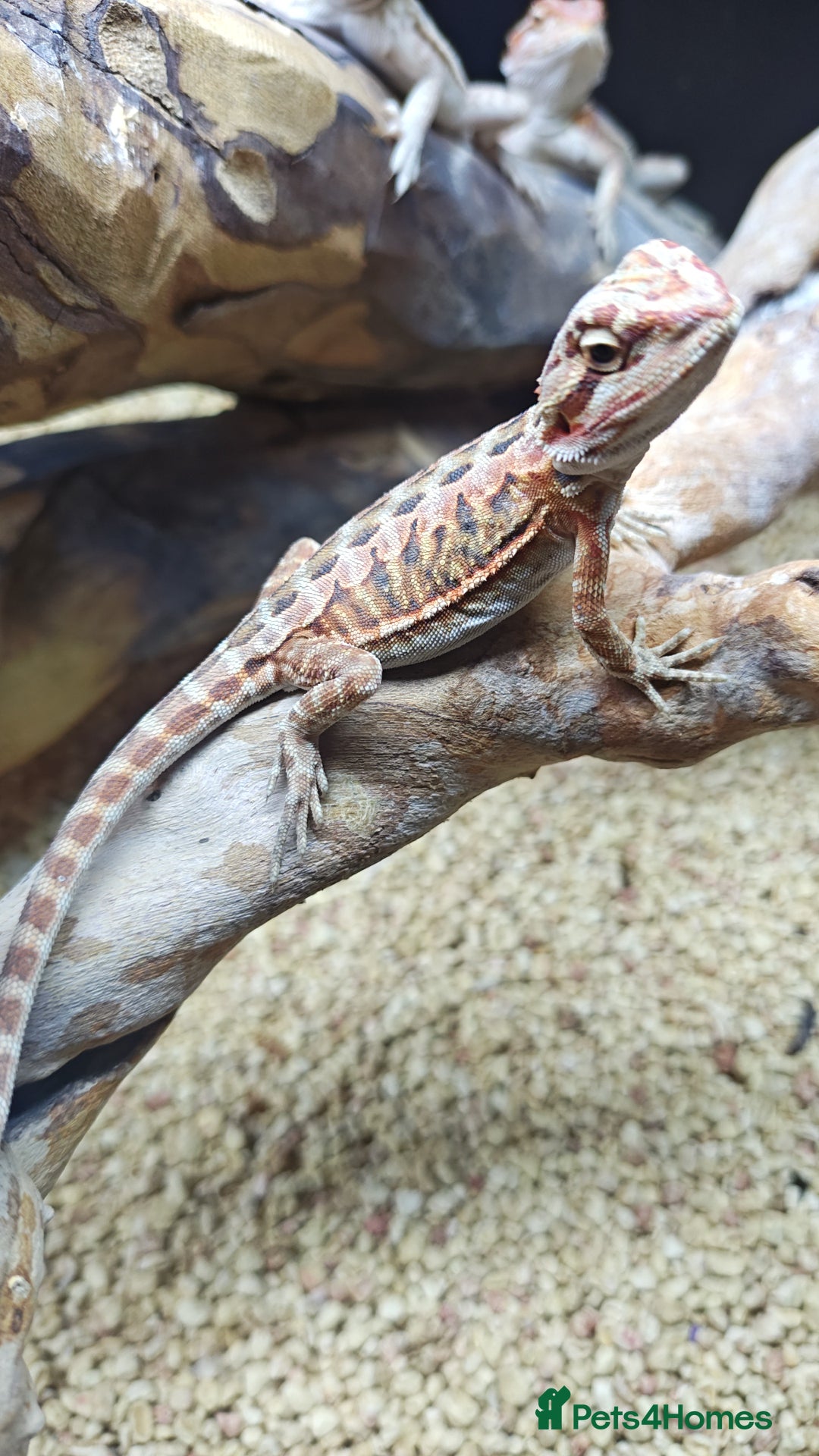 Bearded Dragon reptiles for sale: Bearded dragon babies  - Advert 8