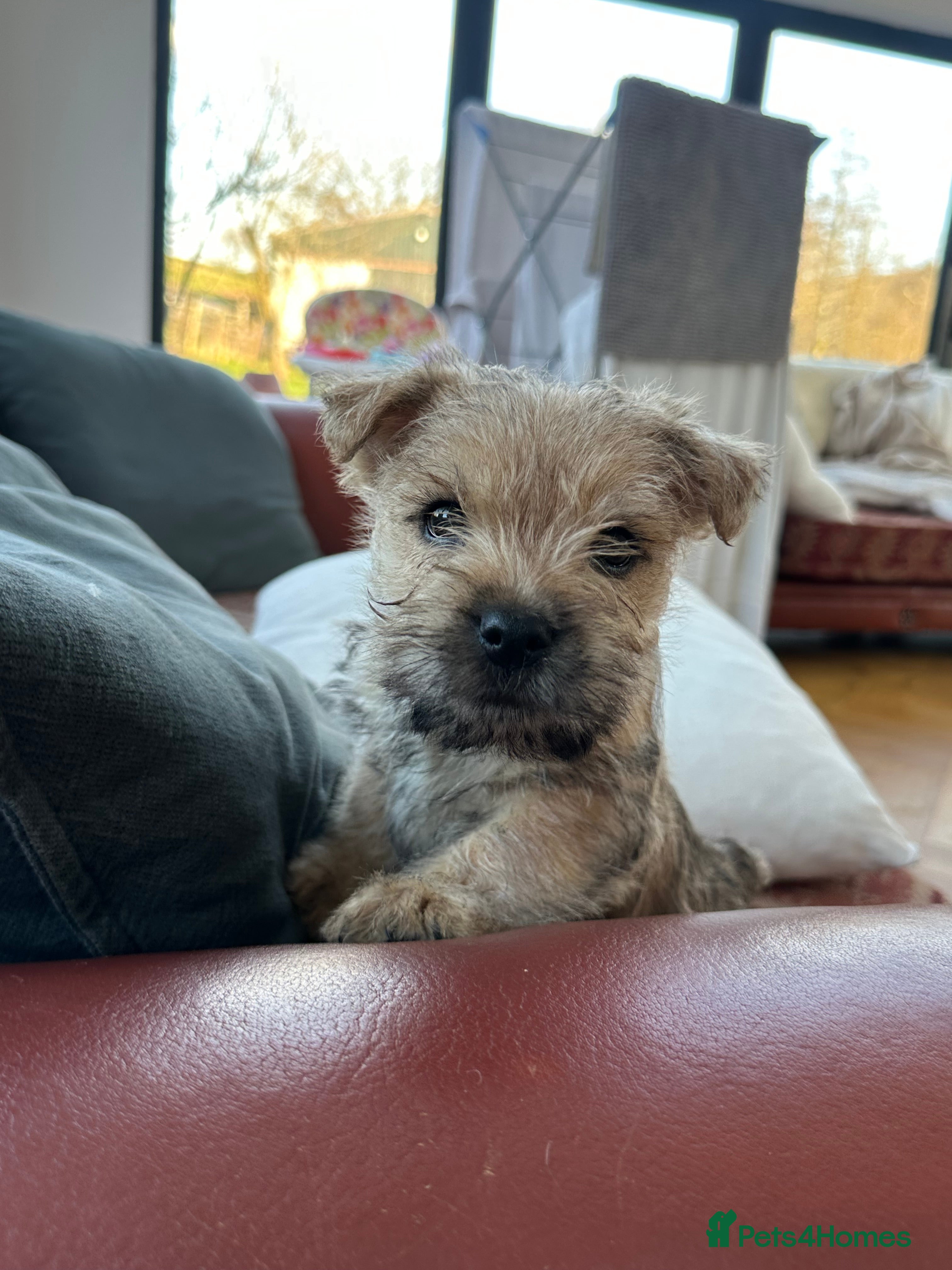 Cairn Terrier dogs Quality Beautiful KC Reg Cairn Terrier Puppies.  - Advert 1