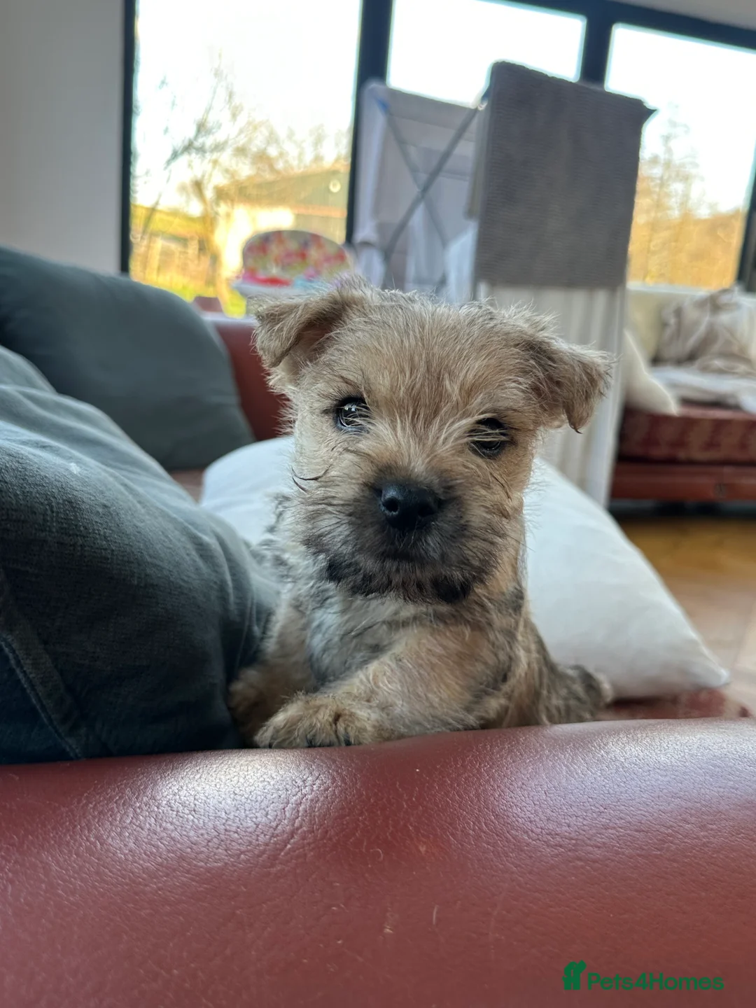 Cairn Terrier dogs for sale: Quality Beautiful KC Reg Cairn Terrier Puppies.  - Advert 1