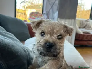 Cairn Terrier dogs Quality Beautiful KC Reg Cairn Terrier Puppies. - Advert 1