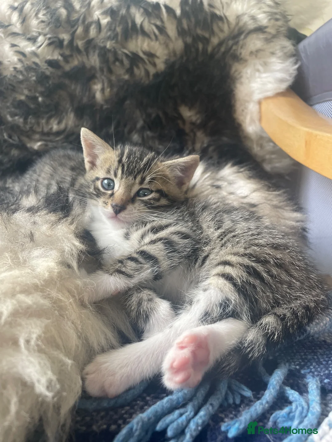 Mixed Breed cats for sale: Bengal and Russian Blue mixed kittens - Advert 2