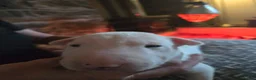 English Bull Terrier dogs for sale: BEAUTIFUL English BULL TERRIER PUPS  - Advert 3