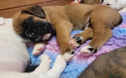 Boxer dogs for sale: KC Registered Boxer Puppies - Image 20