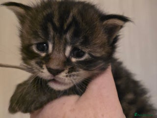 Maine Coon cats Maine Coon Kittens (Russian & Golden lines) - Advert 4