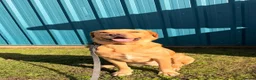 Labrador Retriever dogs for sale: 3 year old Labrador retriever  in London - Advert 1