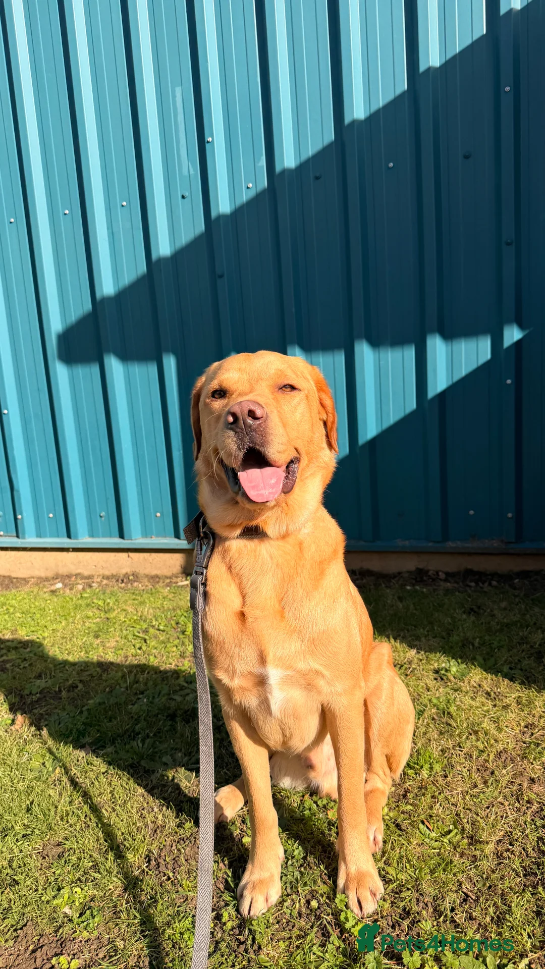 Labrador Retriever dogs for sale: 3 year old Labrador retriever  in London - Advert 1