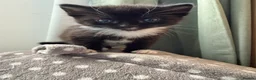 British Shorthair cats for sale: 2 beautiful kittens - Advert 10