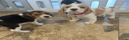 Beagle dogs for sale: Genuine Foot Beagle Puppies - Advert 4