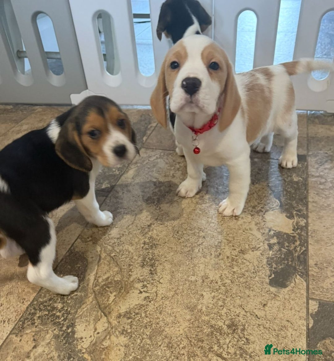 Beagle dogs for sale: Genuine Foot Beagle Puppies - Advert 4
