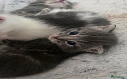 Mixed Breed cats for sale: Beautiful fluffy grey tabby kittens - Image 12