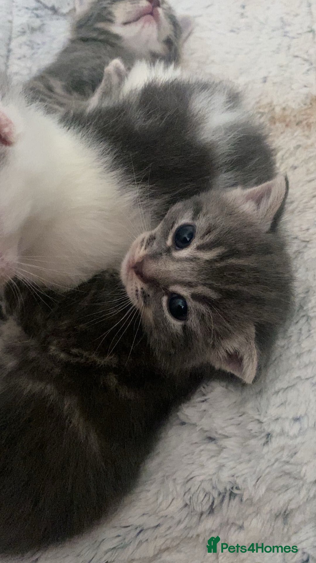Mixed Breed cats for sale: Beautiful fluffy grey tabby kittens - Image 12