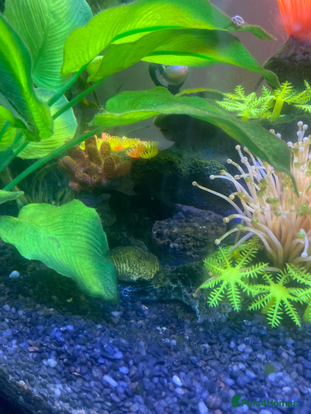 Mollies fish for sale: Fish tank and fish - Image 3