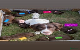 Sprocker dogs for sale: Last 2 girls available chocolate Sprockers - Image 12