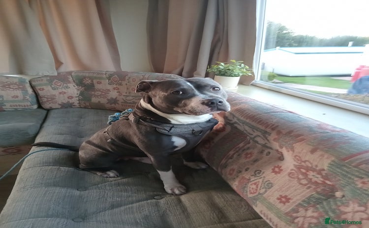 Mixed Breed dogs - Advert 2