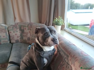 Mixed Breed dogs - Advert 14