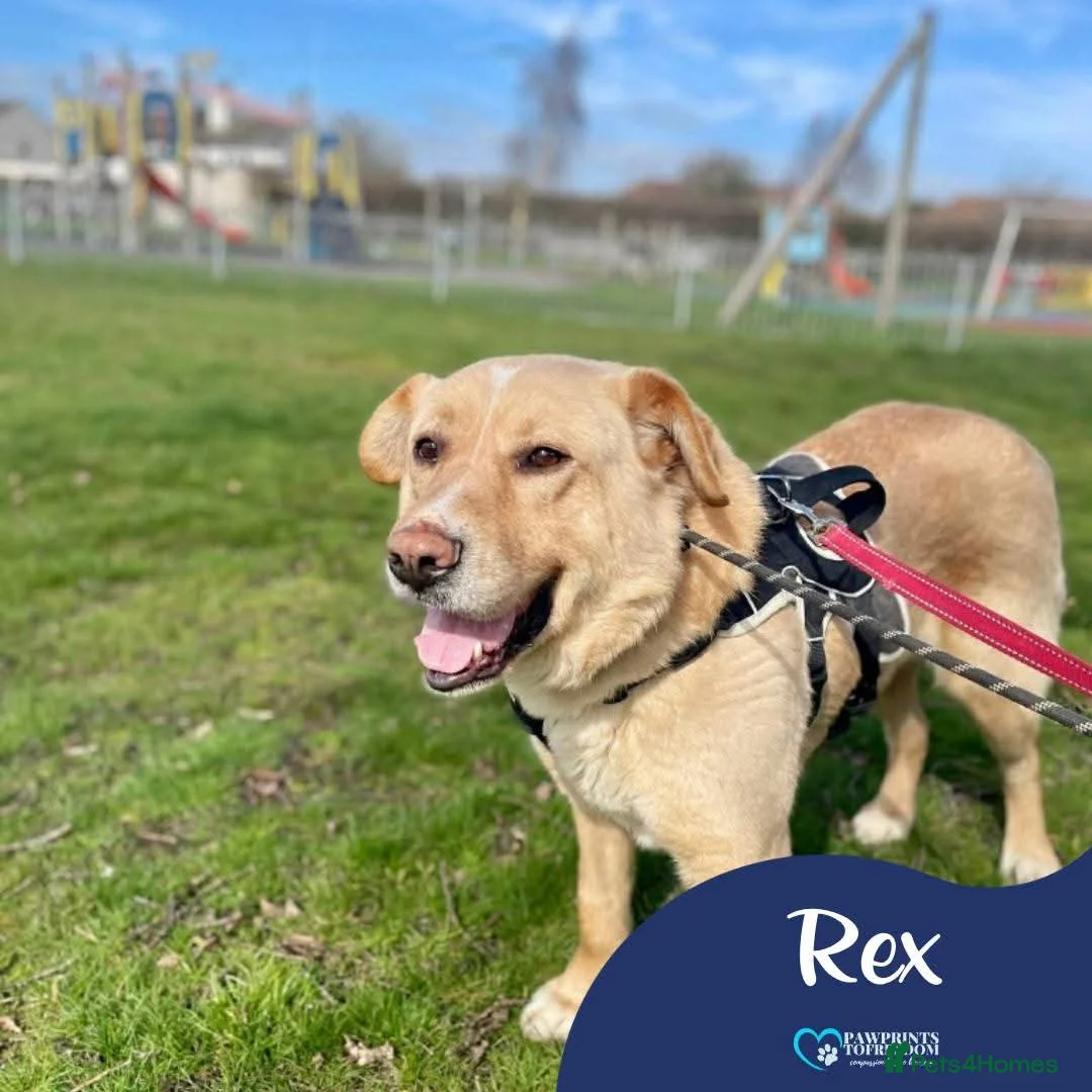 Mixed Breed dogs for adoption: Meet Rex, currently residing in Essex  in Frinton-on-Sea - Advert 1