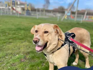 Mixed Breed dogs Meet Rex, currently residing in Essex - Advert 1