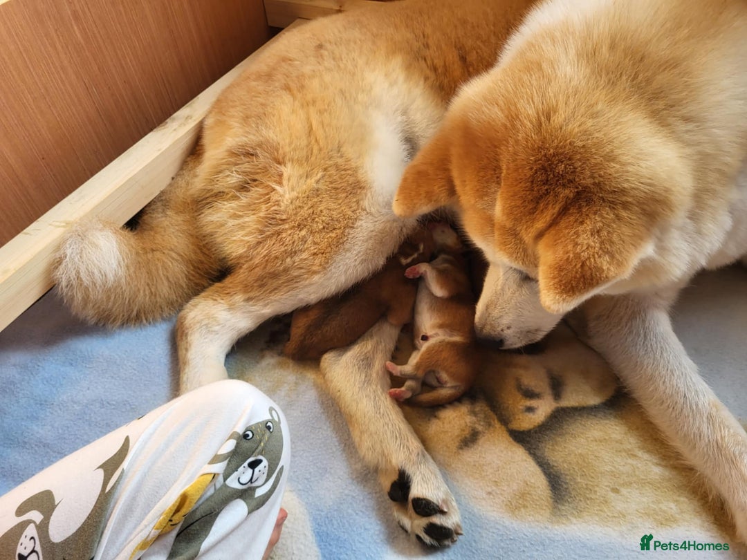 Japanese Akita Inu dogs for sale: ♥OUR PUPPIES ARRIVED♥ in Builth Wells - Image 5