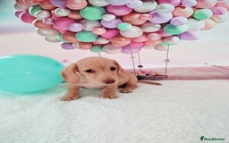 Miniature Dachshund dogs for sale: MINI CREAM DACHSHUND💥READY TO GO💥PRA CLEAR - Image 10