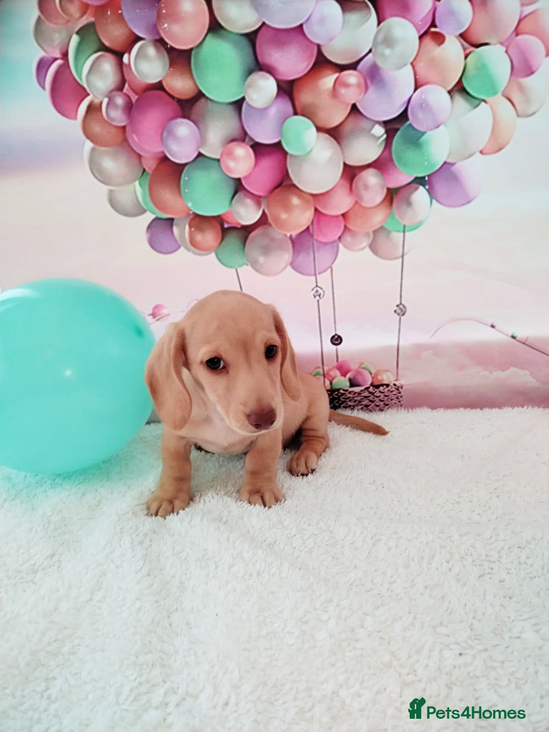 Miniature Dachshund dogs for sale: MINI CREAM DACHSHUND💥READY TO GO💥PRA CLEAR - Image 10