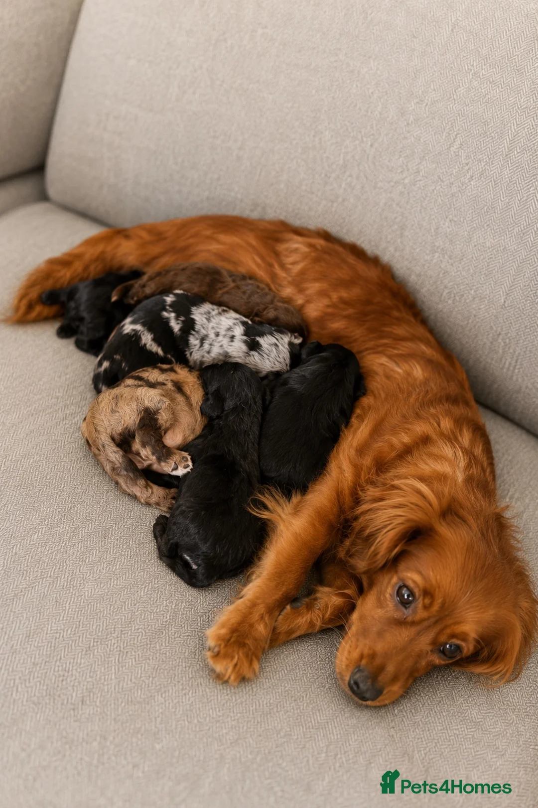 Cocker Spaniel dogs for sale: Cocker pups chocolate and Merle  - Advert 2